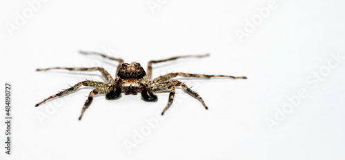 macro closeup of jumping spider