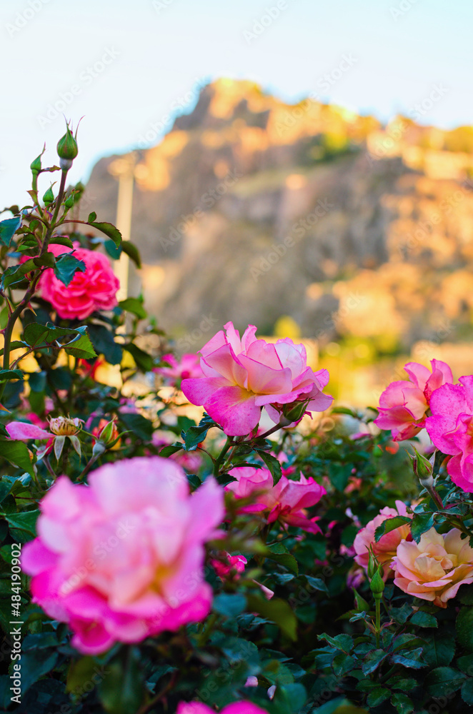 Obraz premium Colorful vibrant bush with rose flowers. Blurred background. Sunny autumn afternoon. Concept of landscape and nature. Blooming roses. Ankara, Tyrkey