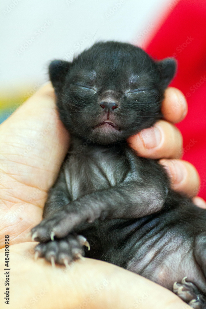 A small newborn kitten that has not yet opened its eyes after birth. The tiny kitten is sleeping. Beautiful little kitty. A small newborn kitten that has not yet opened its eyes after birth. The tiny kitten is sleeping. Beautiful little kitty.