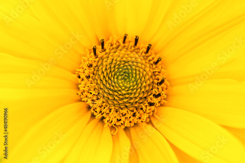 Close up of a yellow flower. Macro photo. Summer and spring backgrounds