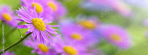 Purple alpine aster flower in the garden. Spring and summer backdrop. Banner
