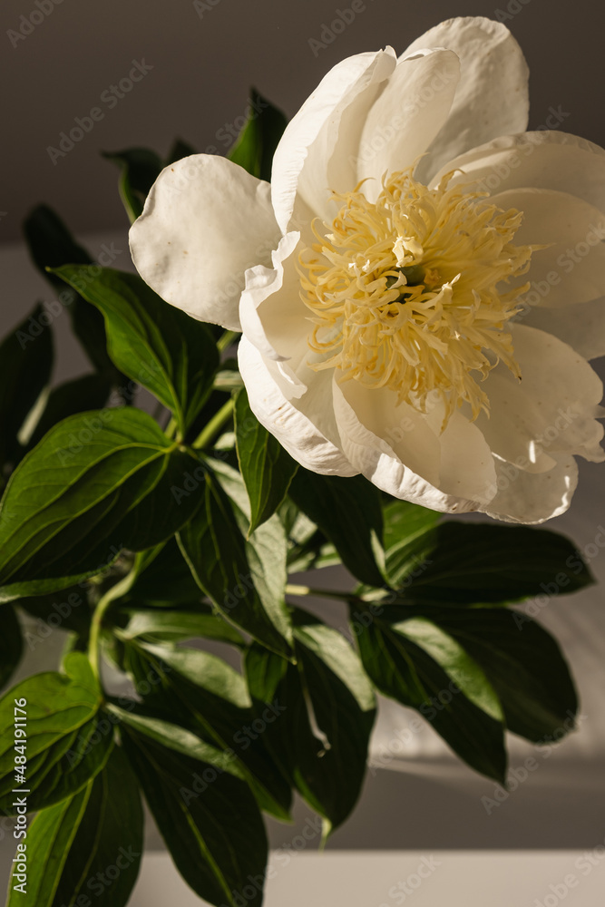 Fototapeta premium Gentle elegant peony flower with sunlight shadows. Aesthetic bohemian floral composition