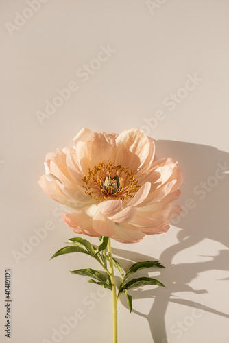 Delicate beige peony flower with sunlight shadows on neutral white background © Floral Deco