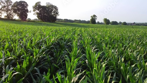 Panoramic aerial dron view of agricultural fields and green meadows. Rural landscape, agriculture or harvest concept. FHD footage