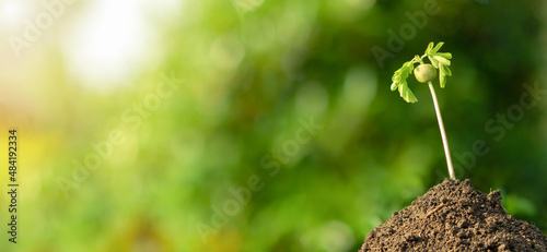 Young plant growing in garden with green blurred background photo