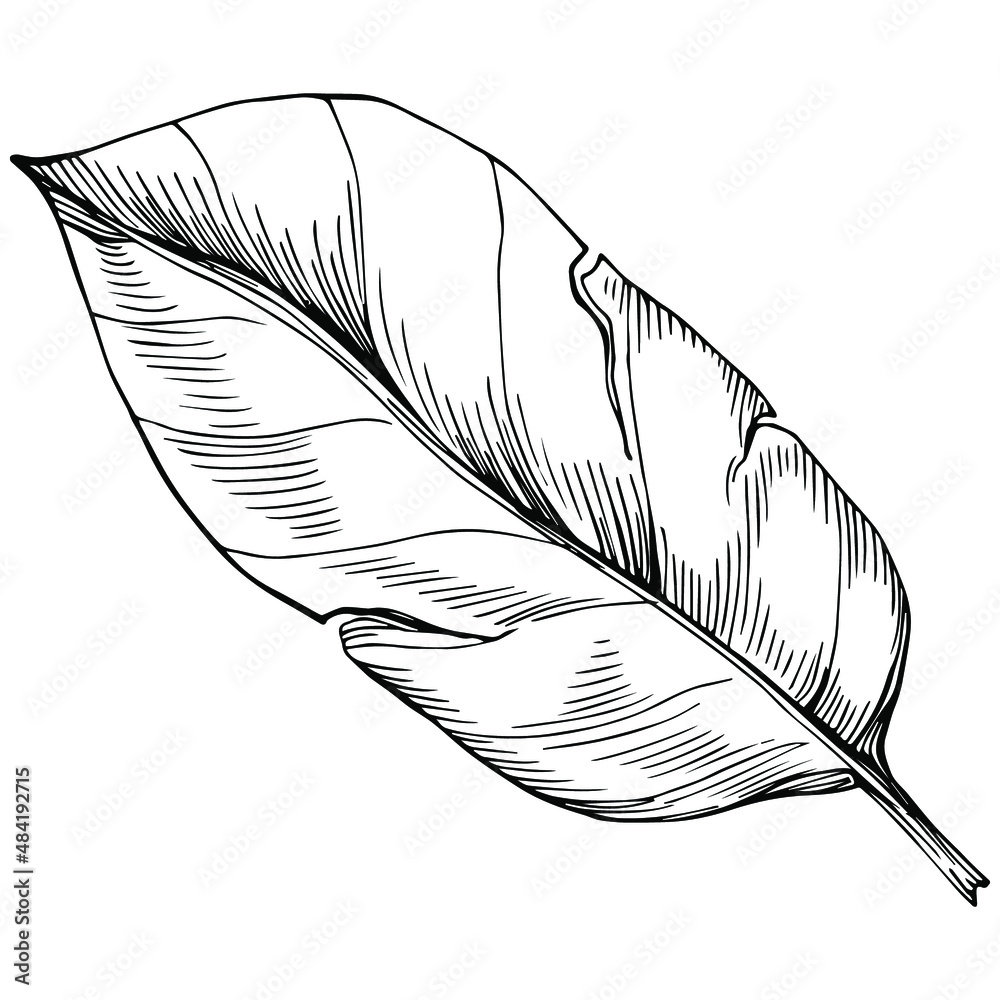 Obraz premium Bay leaf vector isolated plant with leaves. Herbal engraved style illustration. Detailed organic product sketch.The best for design logo, menu, label, icon, stamp.