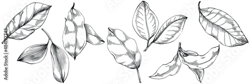 Bay leaf vector isolated plant with leaves. Herbal engraved style illustration. Detailed organic product sketch.The best for design logo, menu, label, icon, stamp. © samiradragonfly