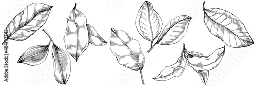 Bay leaf vector isolated plant with leaves. Herbal engraved style illustration. Detailed organic product sketch.The best for design logo, menu, label, icon, stamp.