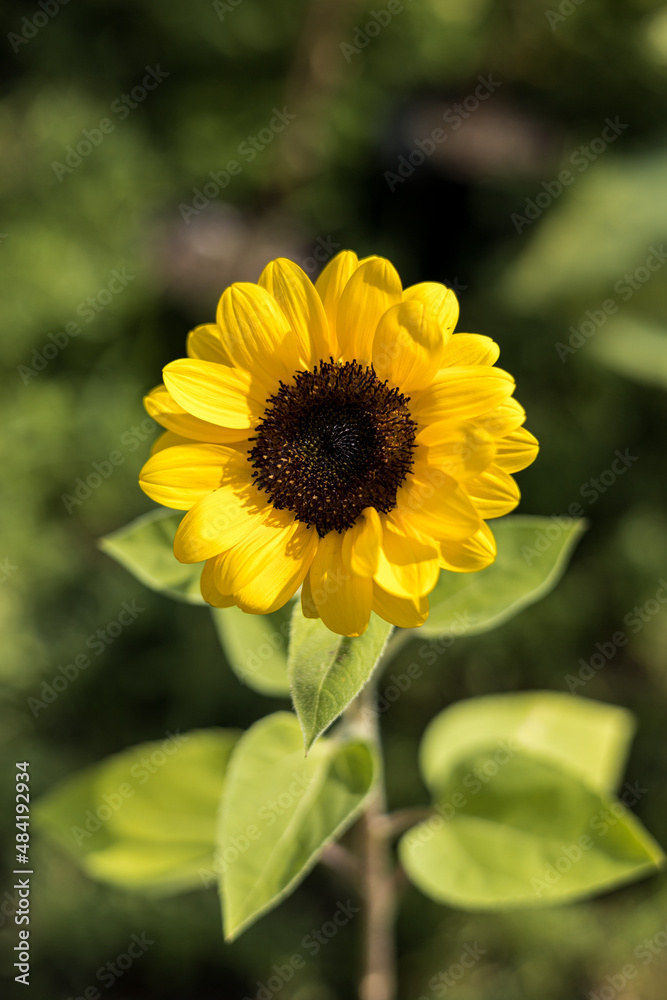 Sunflower Sunflower