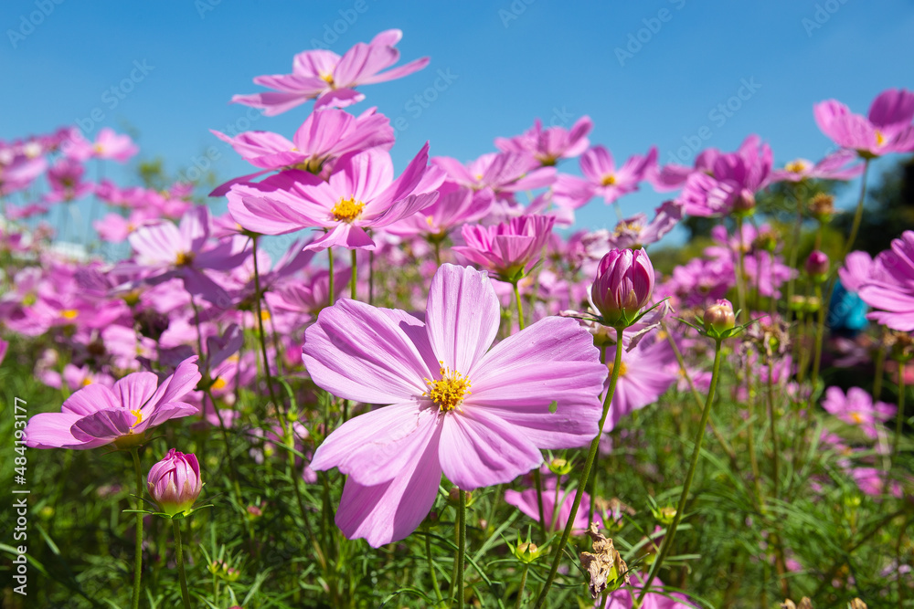 Big closeup beautiful Pink Cosmos flowers in garden  in the morning