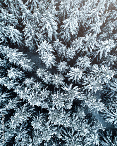 Aerial top down view of rich forest covered with snow