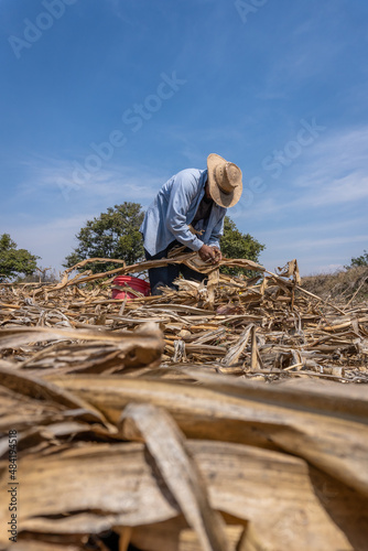portrait of a Mexican happy farmer collecting corn