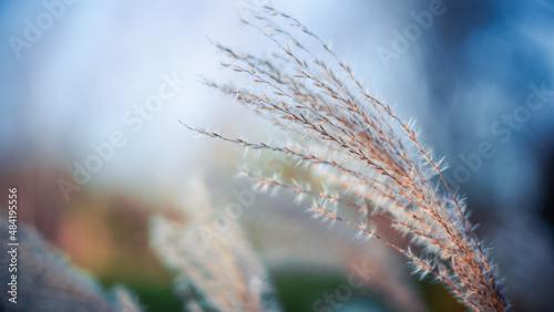 Silver Grass in the Winter 2