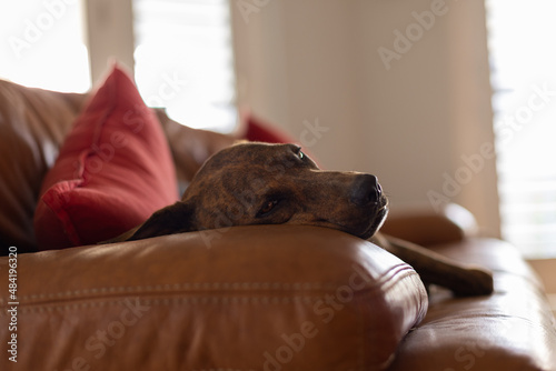 Dog relaxing on a leather sofa. Selective focus.