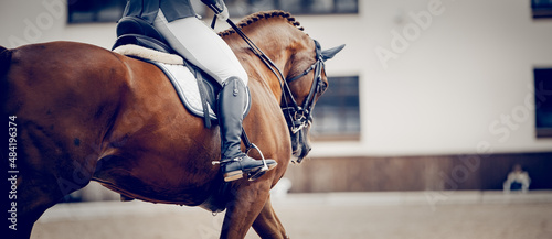 Fotografiet Equestrian sport. Dressage of horses in the arena.