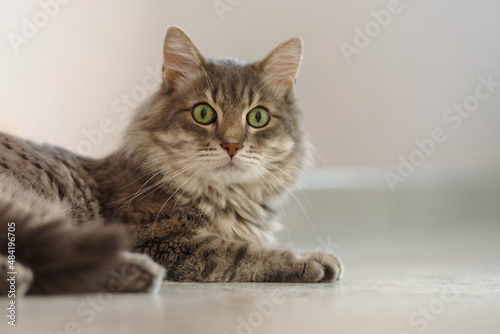 Fototapeta Naklejka Na Ścianę i Meble -  14 years old domestic cat