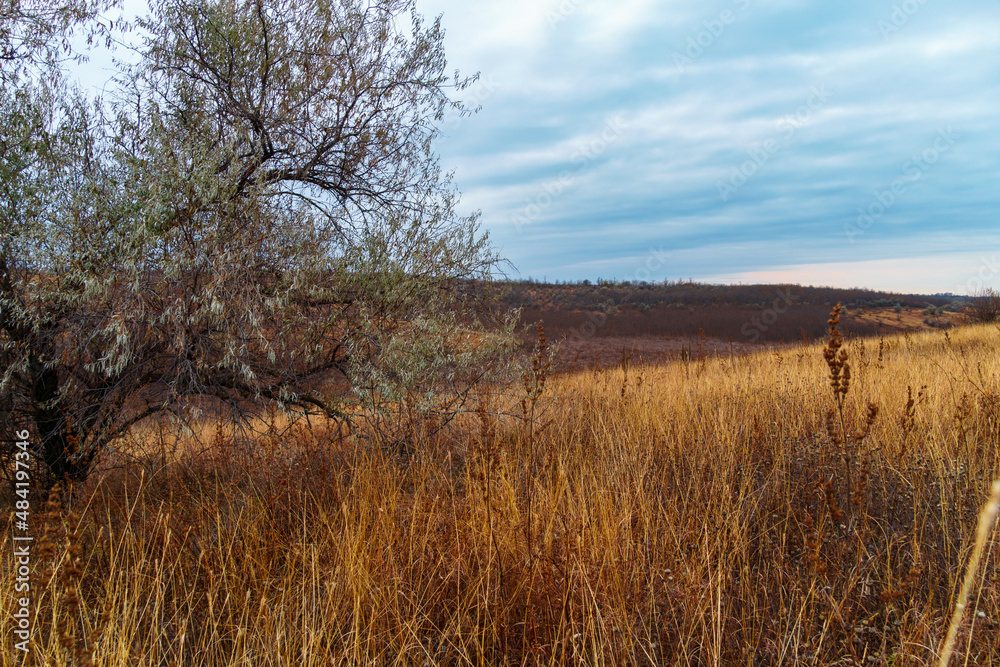 Fototapeta premium beautiful wild landscape, late autumn, trees with colorful leaves, cloudy weather