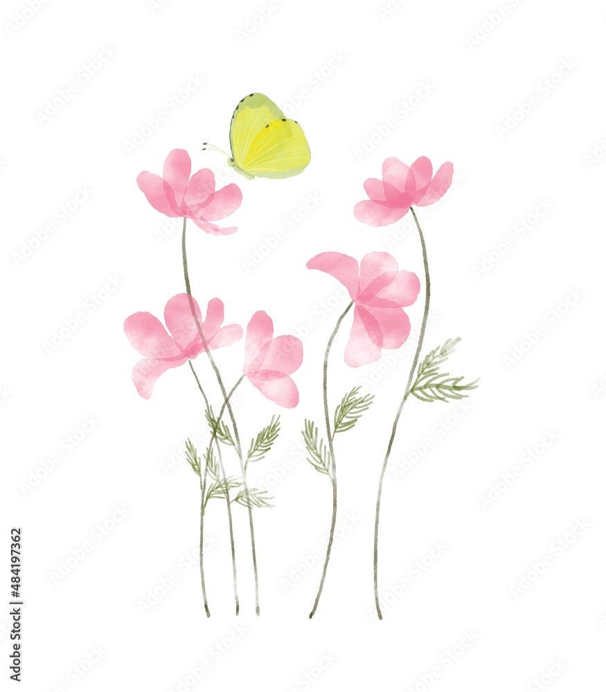 Watercolor butterfly and cosmos flowers isolated on white background,botanical elements,painting illustration 