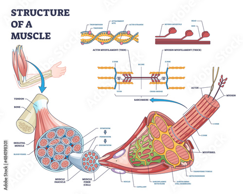 Structure of muscle with isolated myosin and actin closeup outline diagram. Labeled educational arm bone muscular inner parts detailed description with sarcomere magnification vector illustration. photo