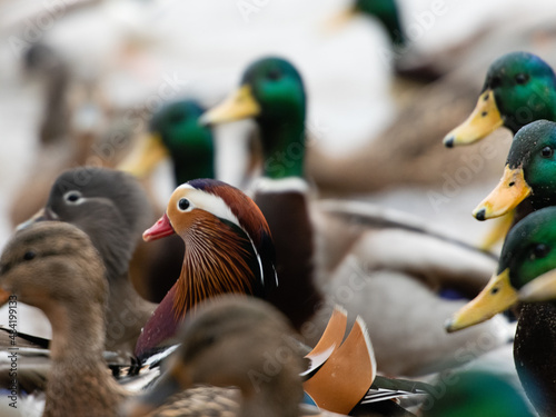 mandarin duck among mallards on the beach in stockholm photo