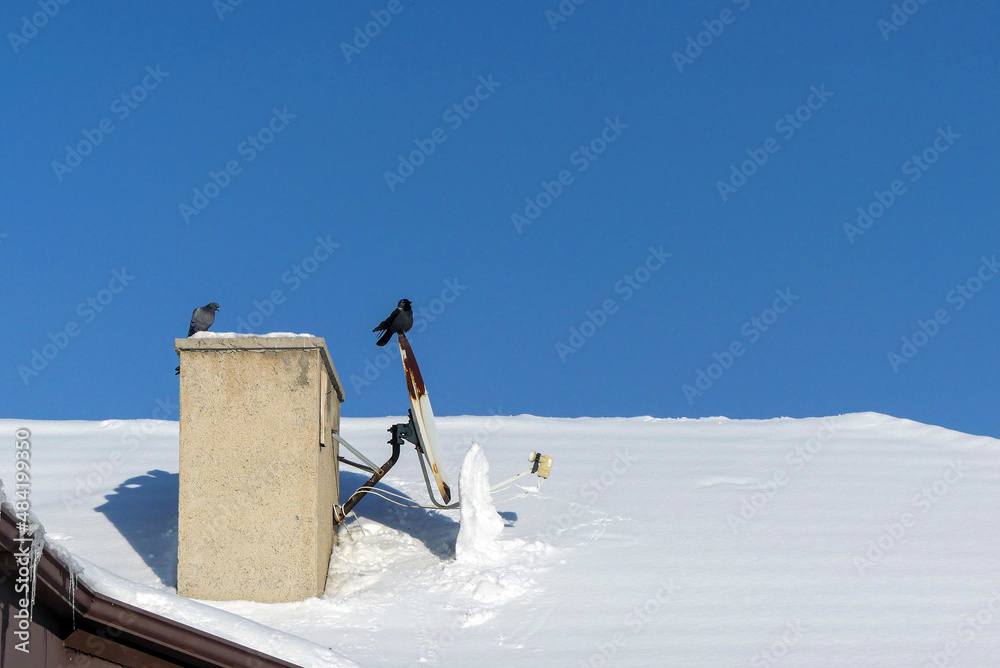 A crow stands on the satellite dish on the roof in winter, and next to it are pigeons, the brotherhood of the crow and the pigeons, the snow and the crow and the pigeons in the winter,