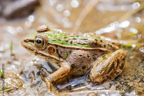 水辺のトノサマガエル トノサマガエル カエル 蛙 蛙の子