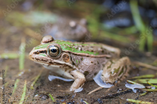 水辺のトノサマガエル　トノサマガエル　カエル　蛙　 蛙の子 © iwasaki