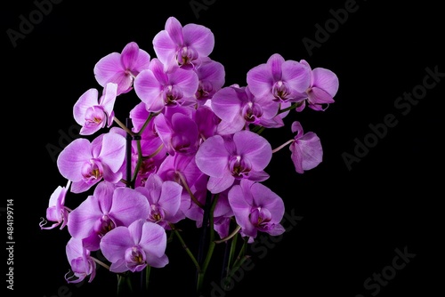 Purple Orchid on black background