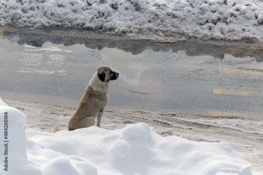 a stray dog sitting on the snowy city streets, waiting, a stray dog sitting on the snowy city streets, waiting,