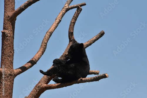 Black Bear Cub Sitting on a Branch in a Tree