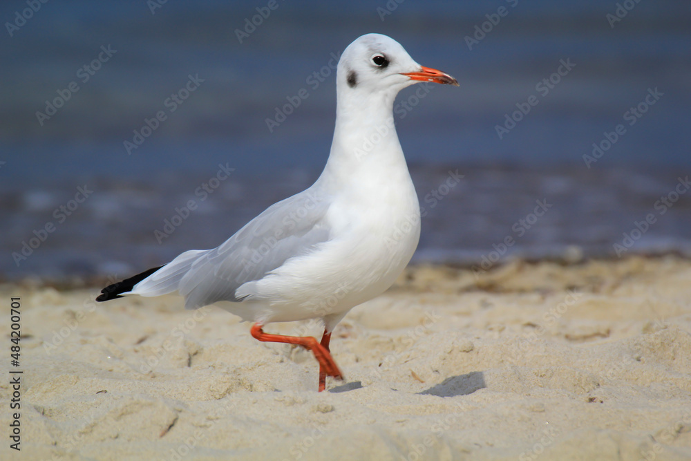 Portrait einer Lachmöwe. Eine Lachmöwe an der Ostsee. Portrait einer Lachmöwe. Eine Lachmöwe an der Ostsee.