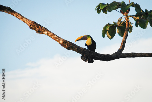 toucan bird on tree in corcovado, costa rica photo