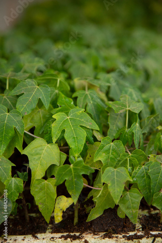 small papayas