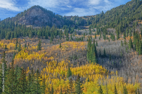 Landscape of autumn aspens (Populus tremuloides), Aspen, Colorado, USA photo