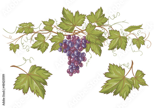 Vector illustration of a bunch of ripe blue grapes isolated on white background
