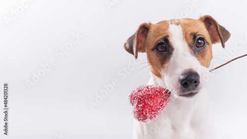 The dog holds a heart in his mouth on a white background. Greeting card with loving Jack Russell Terrier. © Михаил Решетников