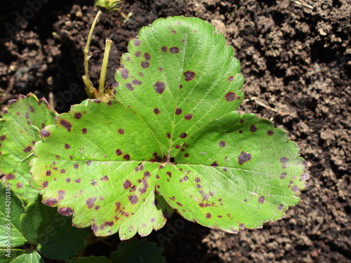 Slika na platnu Strawberry leaf scorch - common fungal disease caused by Diplocarpon earliana fu