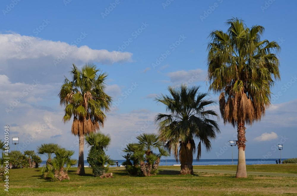 Palmen in Palermo