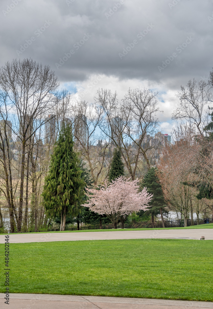 Obraz premium View over Deer Lake park in Vancouver on early spring season