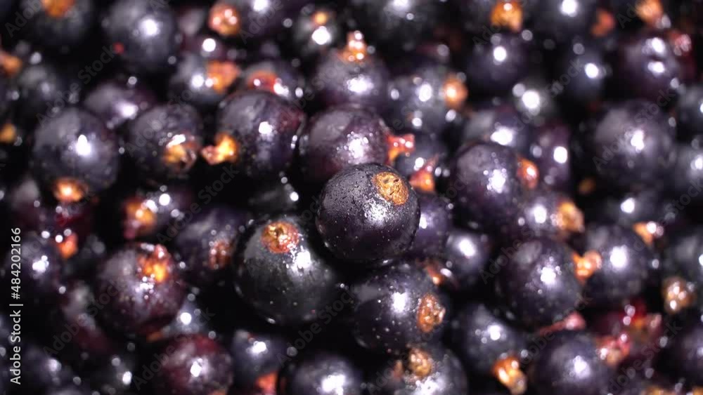 Fresh blackcurrants rotation background. Close up. Loop motion Fresh blackcurrants rotation background. Close up. Loop motion