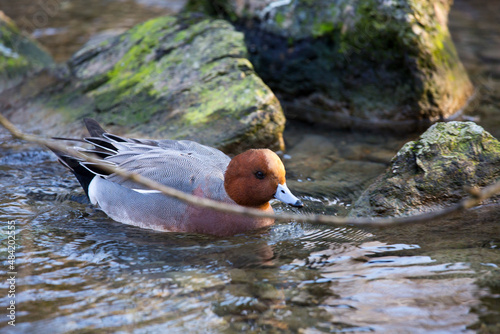 Wild ducks on the pond, river in the fall