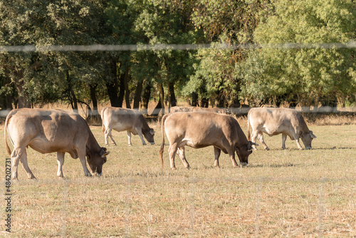Cows of the native Spanish breed  Parda de Monta  a  Bos taurus  grazing outdoors in summer in a pasture in Zamora  Spain.