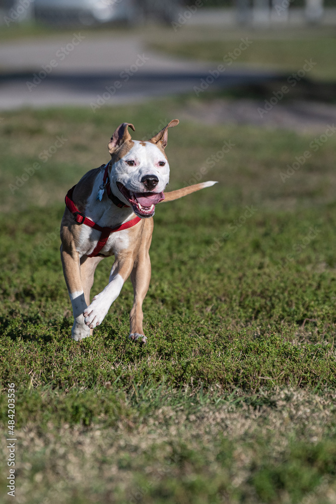 An American Staffordshire Terrier mix playing in the dog park