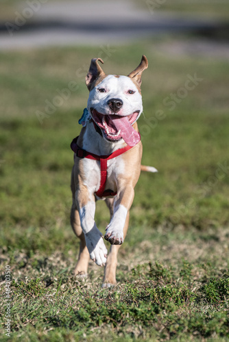 A Pitbull mix running happy in the park