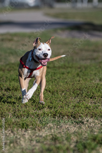 An American Staffordshire Terrier mix playing in the dog park