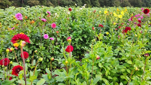 Bienen und Blumen im Sommer