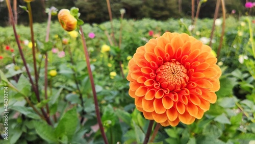 Bienen und Blumen im Sommer