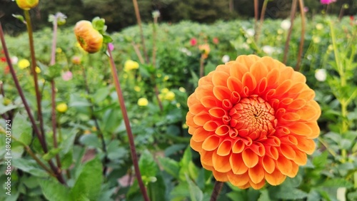 Bienen und Blumen im Sommer