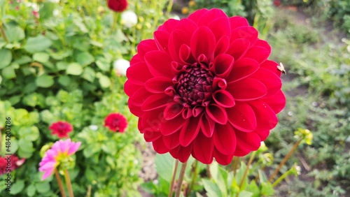 Bienen und Blumen im Sommer