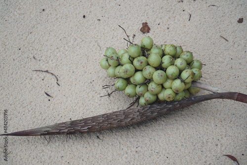 Unripe Tucumã fruits (astrocaryum aculeatum) growing on a spiny palm. The fruit has an oily pulp, is consumed in the Amazon region of Brazil and is very healthy. photo